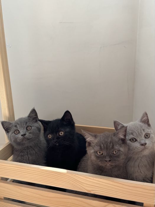 Британска късокосместа / British Shorthair