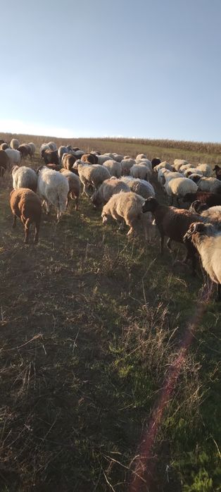 De vânzare oi turcane