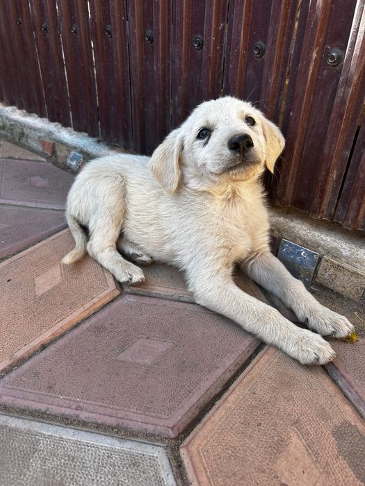 Donez cățeluși labrador
