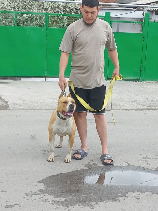 Продам Питбуля  или обменяю