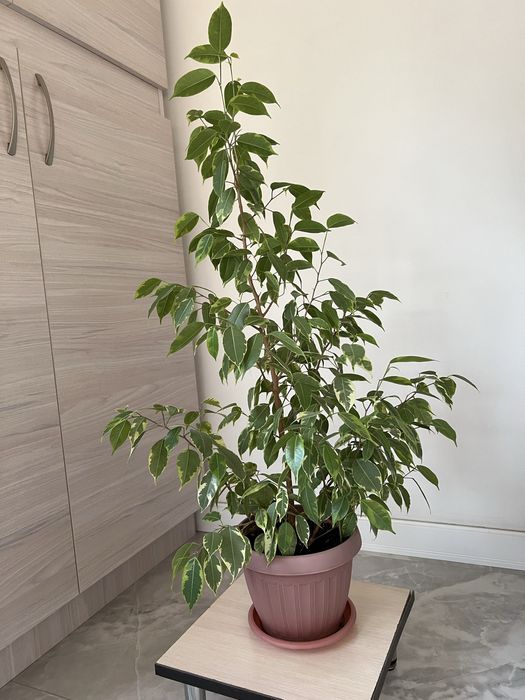 Фикус Бенжамина