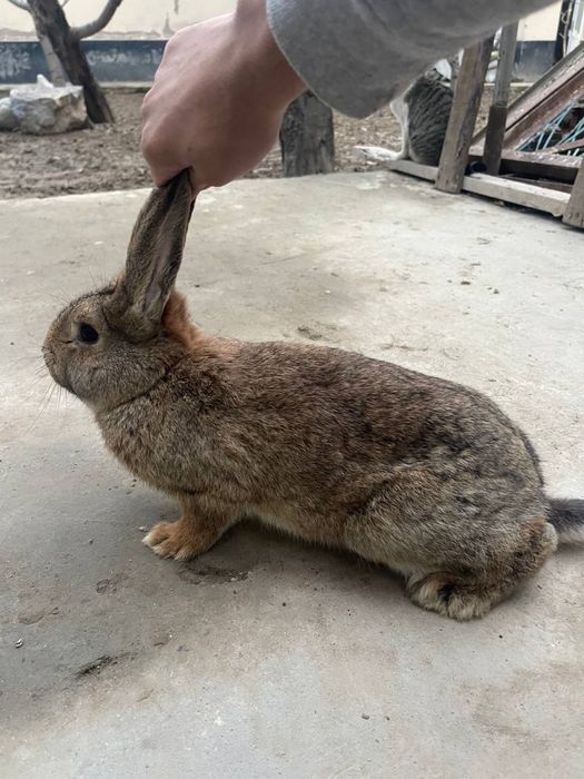 quyon sotiladi narxi 100.000 som