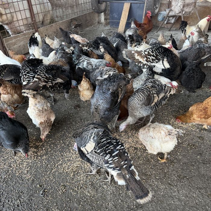 Vand Curcani / Curci