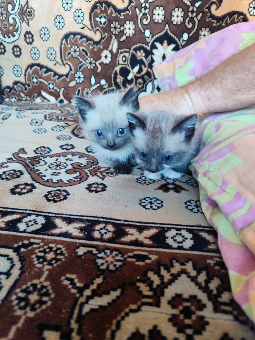 Отдам в добрые руки