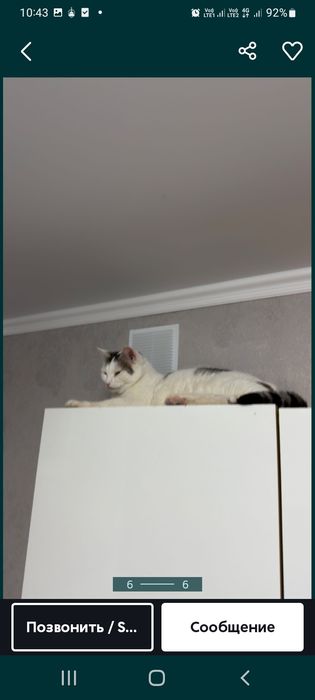 домашние животные