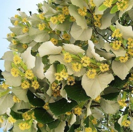 Tei De Floare Argintiu