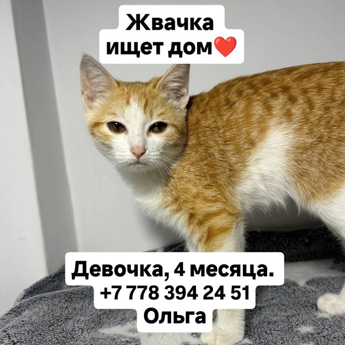 2 котенка, 4-5 месяцев