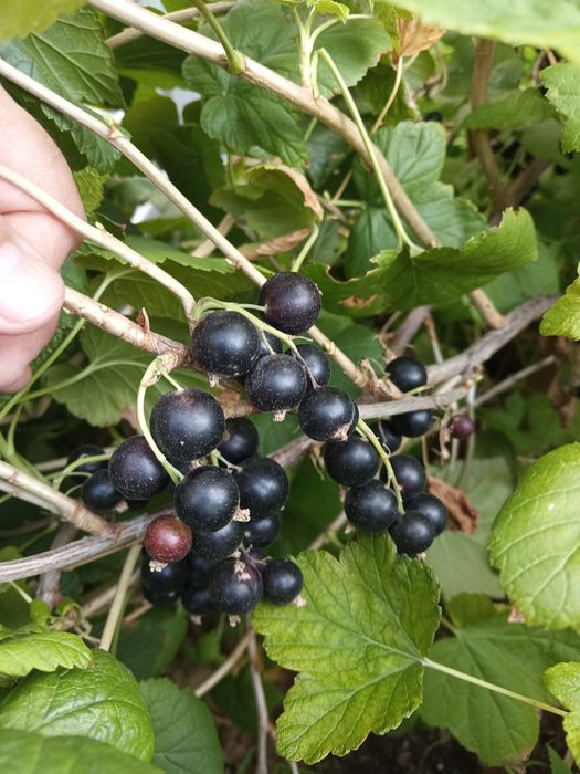 Продам саженцы чёрной смородины.