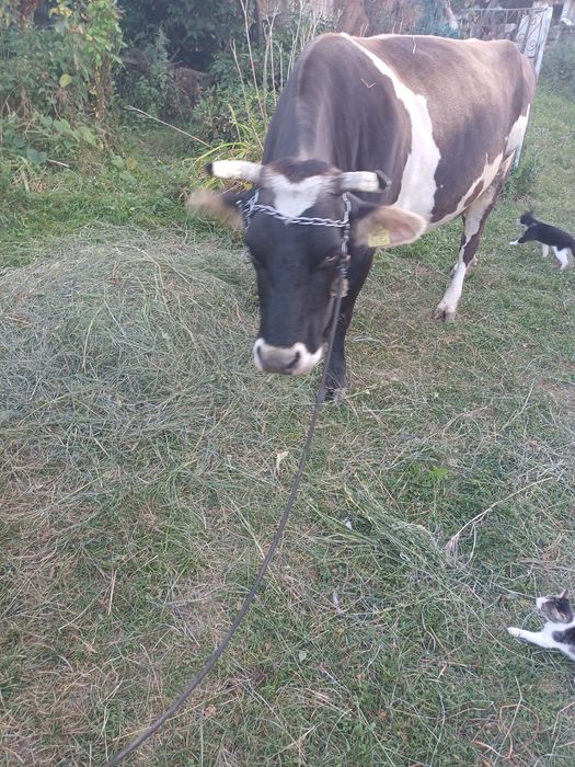 Vaca de vanzare ,