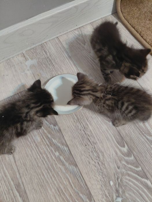 Отдам котят в добрые руки