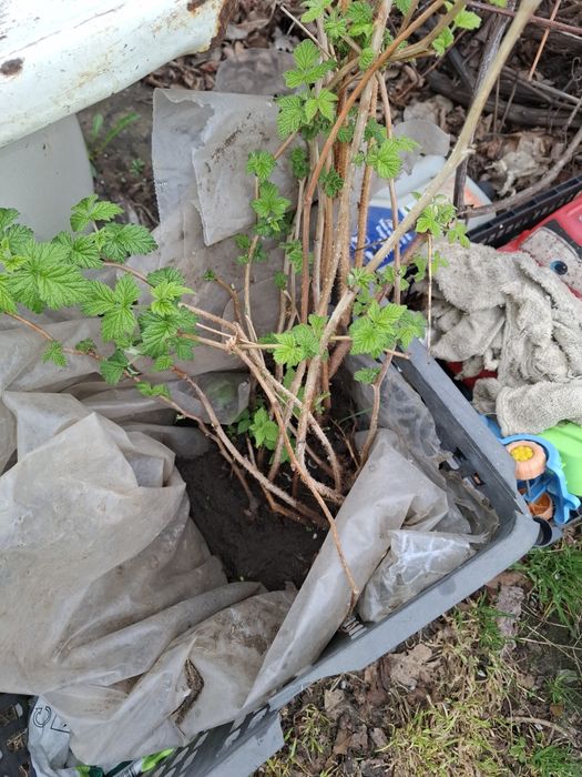 Малина Полька 300