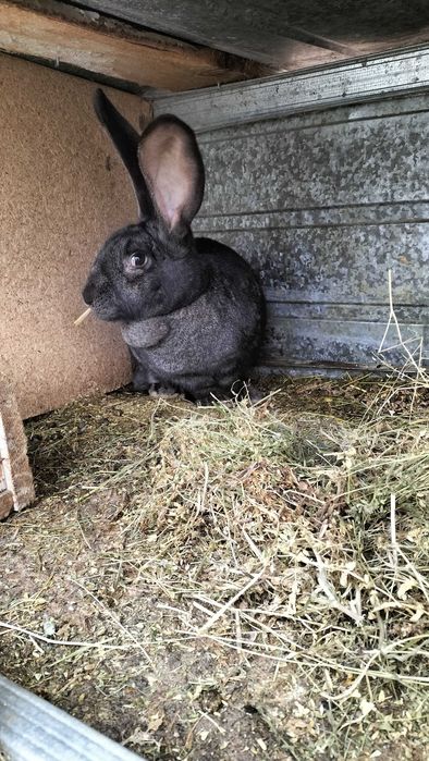 Iepuroaica gestanta disponibila