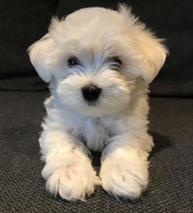Bichon maltez mini toy