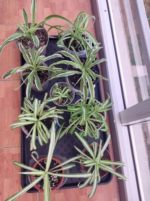 Продам комнатные  цветы.