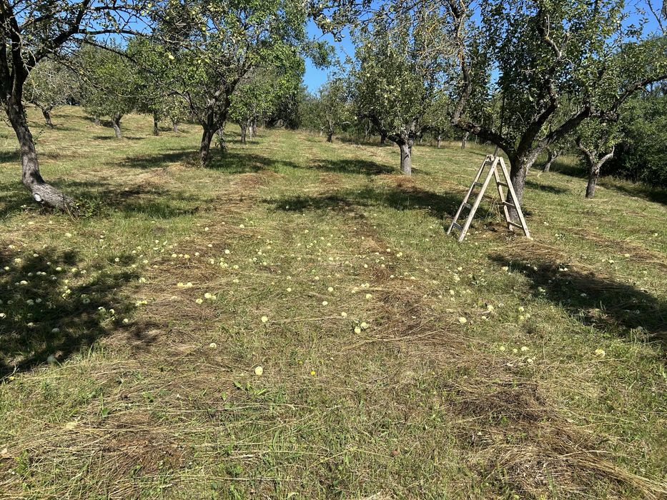 Vand teren cu livada