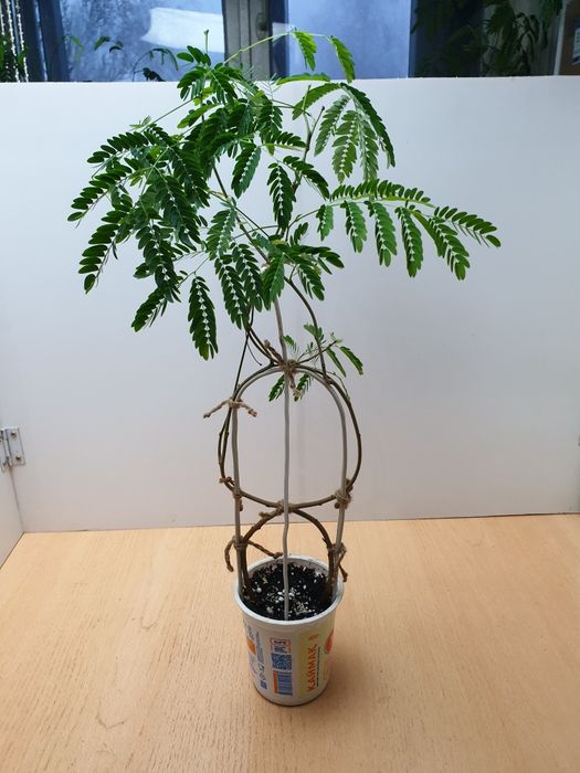 Огненное дерево. Распродажа