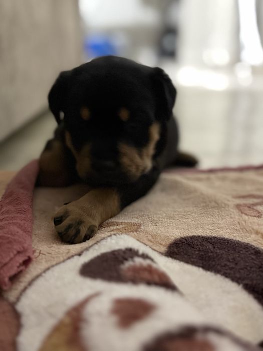 Продаются щенки ротвейлера