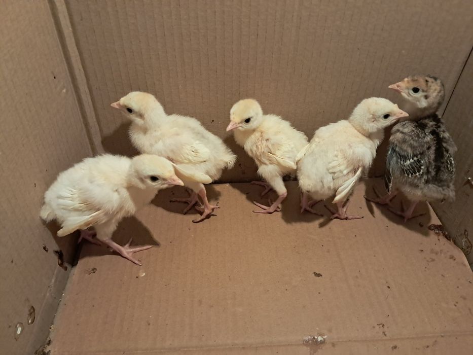 12 Pui de curcă de casă!