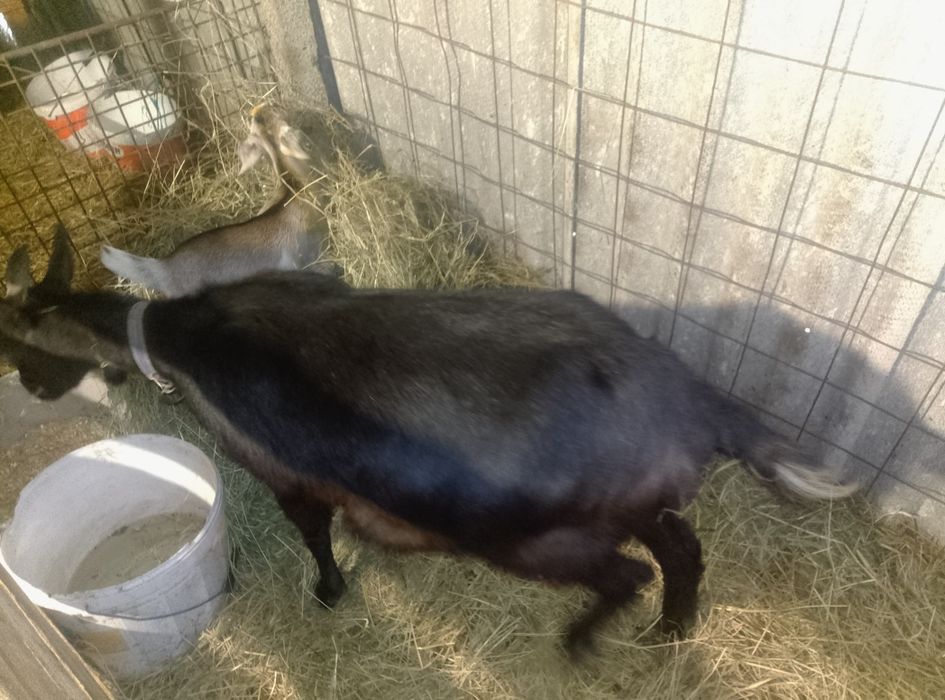 Vând două capre alpine franceze