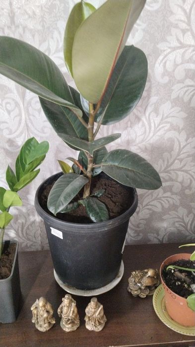 Продаю цветы комнатные красивые