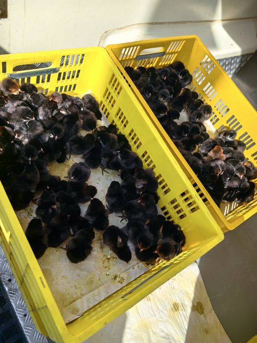 Ярки Супер Харко на 3 месеца Ивански