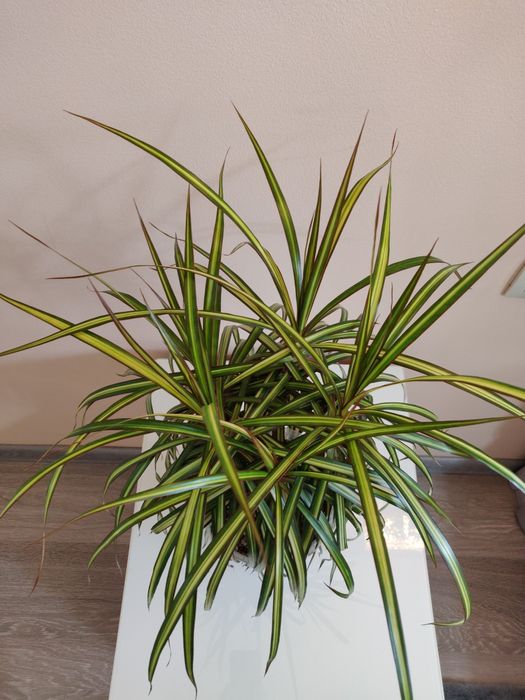 Драцена ( комнатное растение)