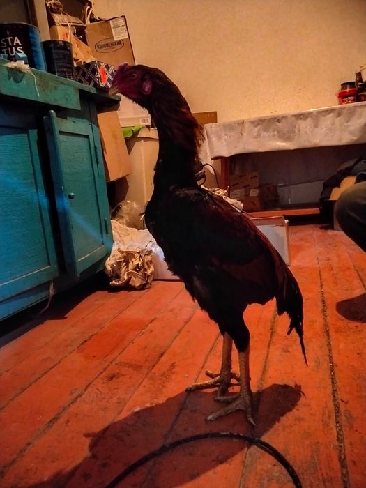 Дакан августский