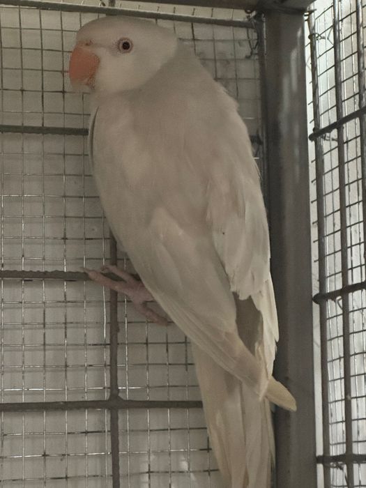 Vând micul alexander