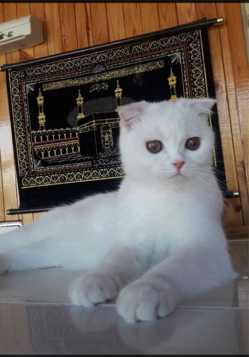 кошечки в добрые руки