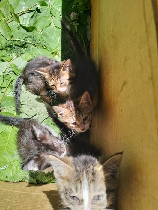 Котята в добрые руки