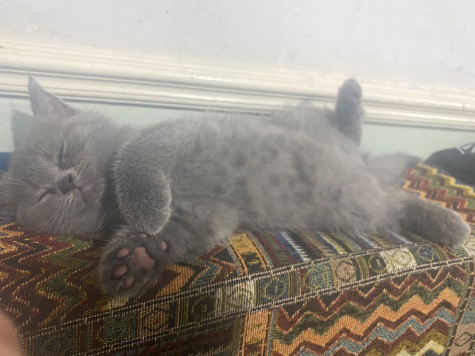 Singlim uxlayotgan paytda jinsiy aloqa