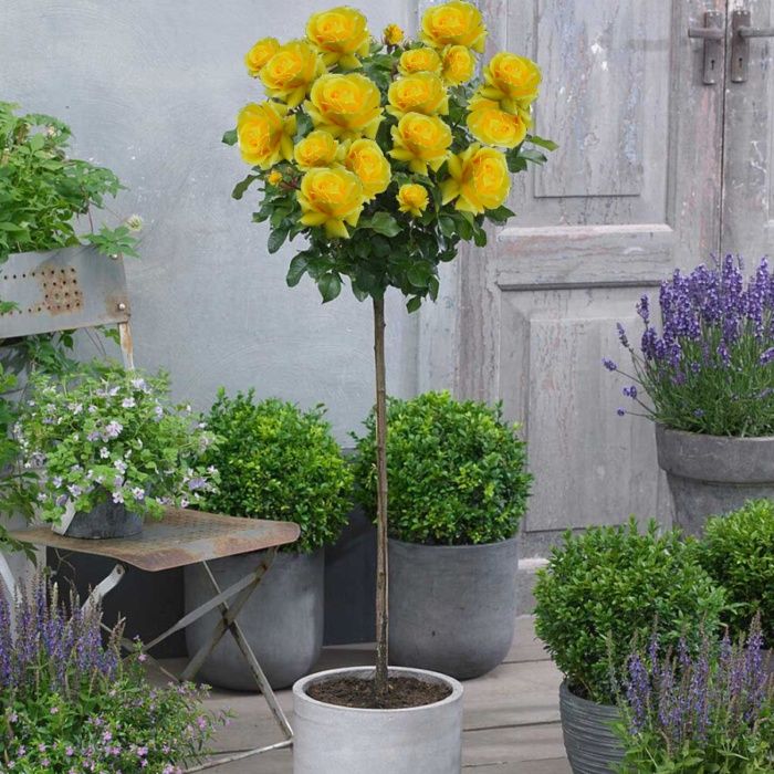 Trandafiri port înalt