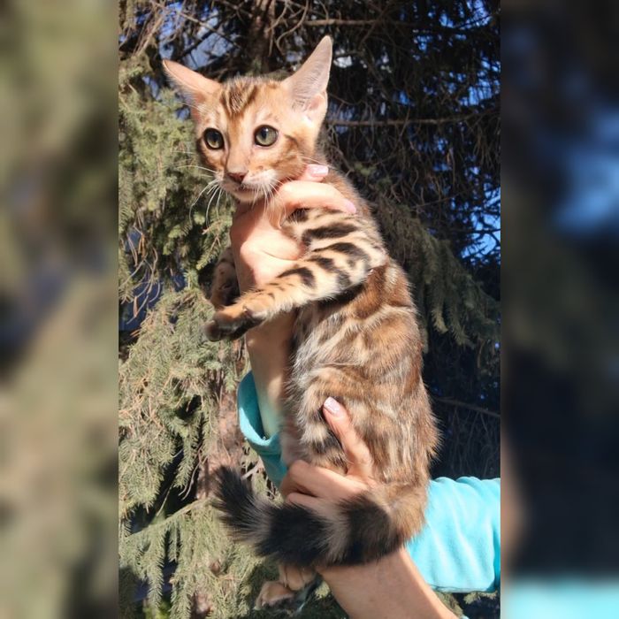 Бенгалы чистокровные под резерв!