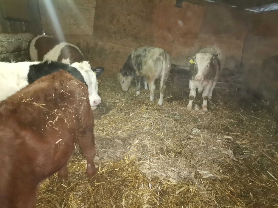 Vitei crescuți pe boxă