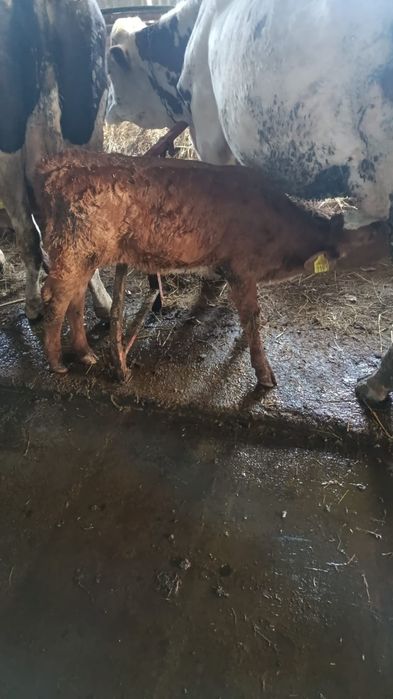 Vând vițelele sugare și un tăuraș intarcat