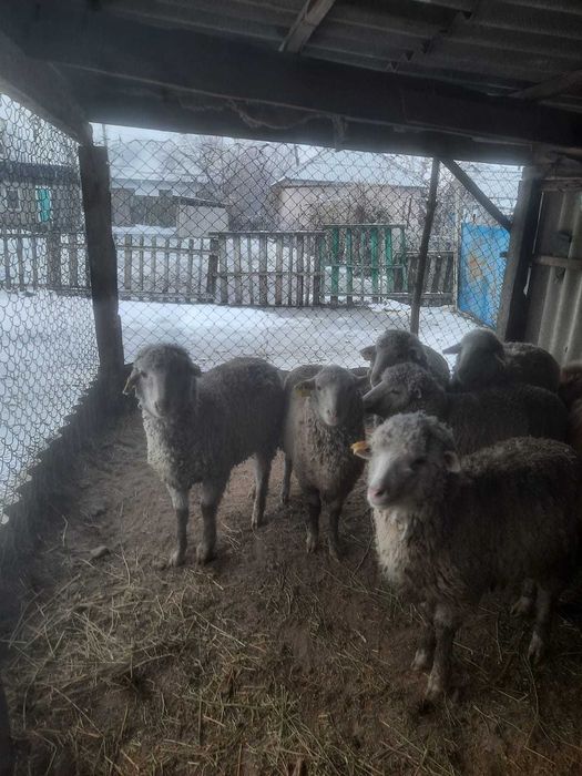 Продаются овцы меринос 10 штук