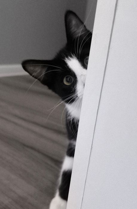 Котенце търси дом