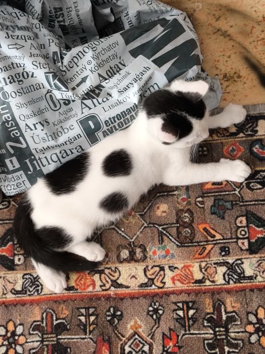 Отдам котенка в добрые руки