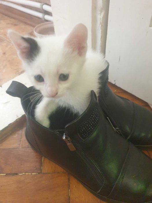 Две котенца подрастващи