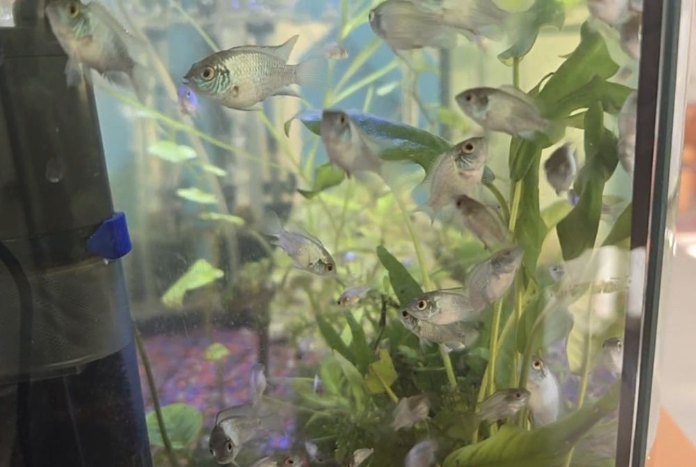 Acara blue electric ,gupy,plante,ancistrusi