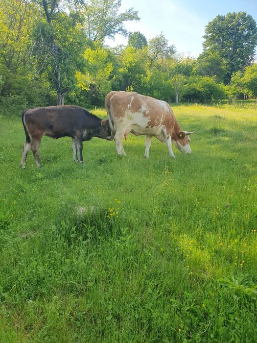 Vând vaca cu vitica