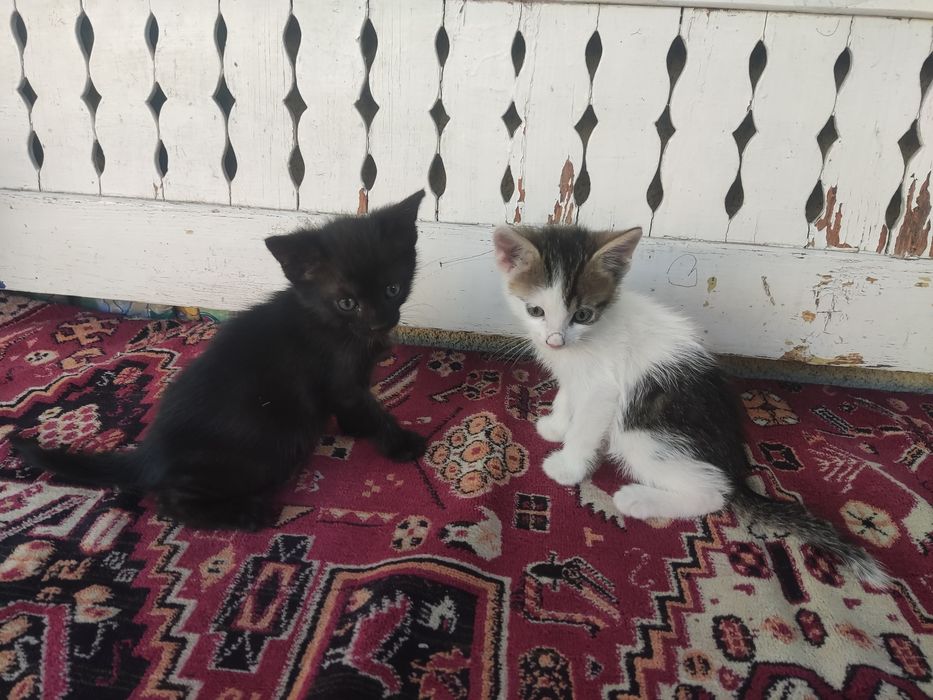 Donez doi pisici