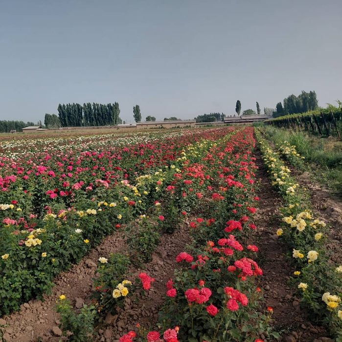 Розы саженцы оптом