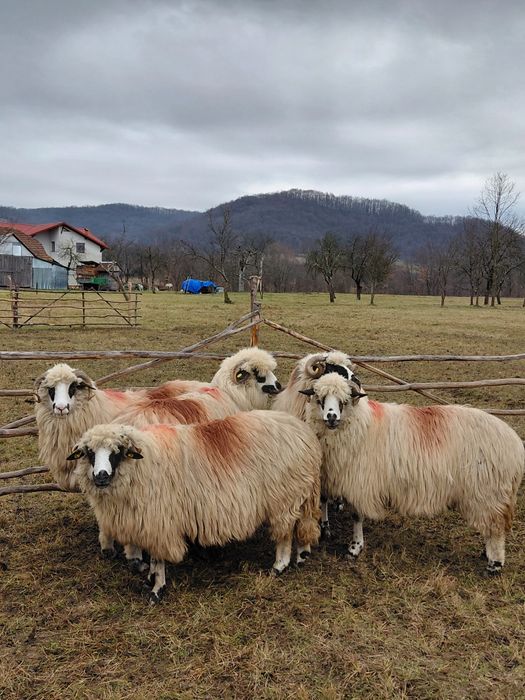 De venzare 5 oi oachese