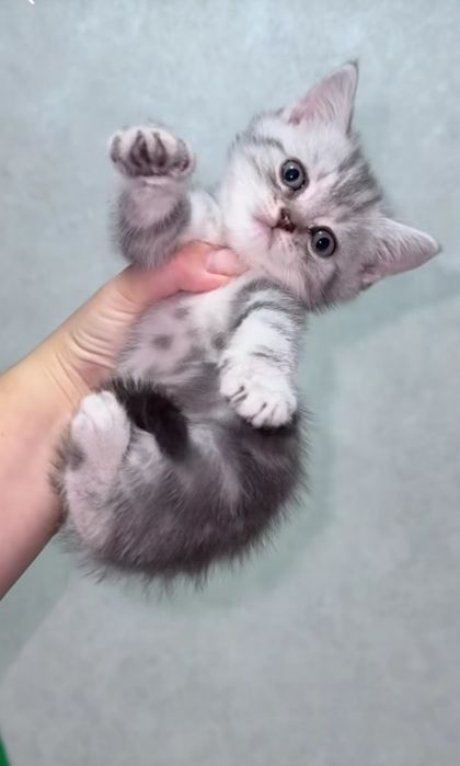 Мальчики и девлчки, 1.5 мес
