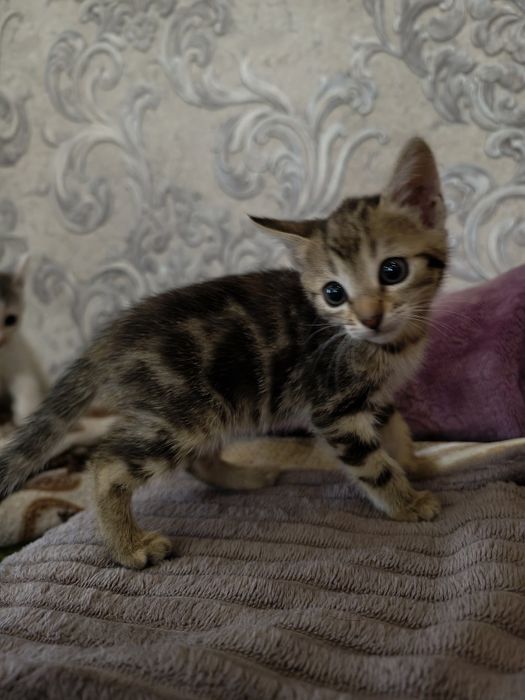 Отдам котиков в добрые руки