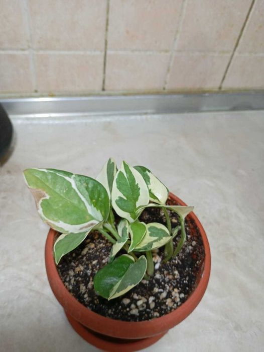 Шефлеры и эпипремиумы разные вариегатные