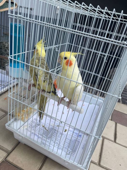 с белым клетком