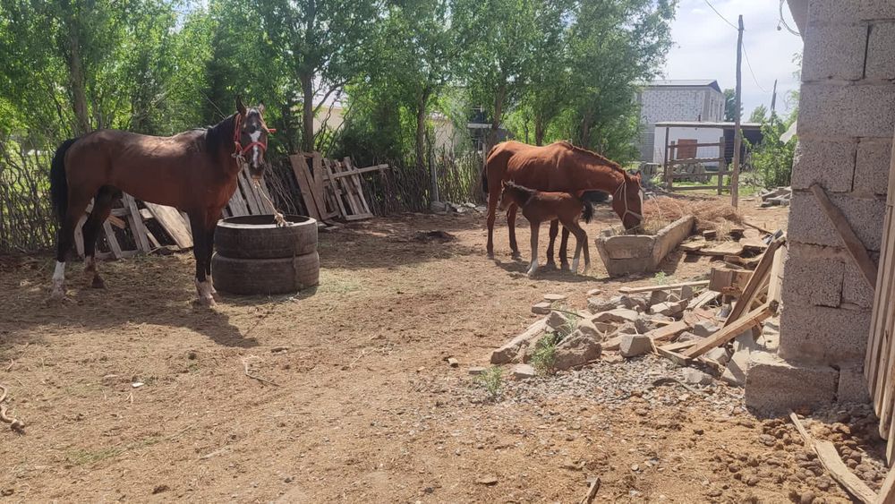Сауынды бие сатылады!