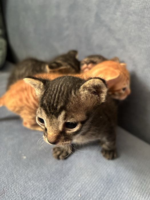 Продам котят донской сфинкс